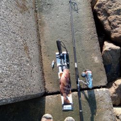 青物調査のはずが…思わぬ出会い